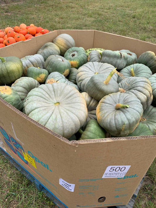 The January 2025 Pumpkin Harvest