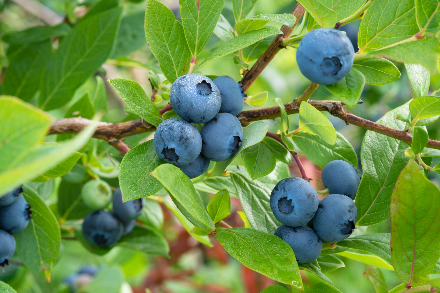 Frozen Blueberries - 500 grams