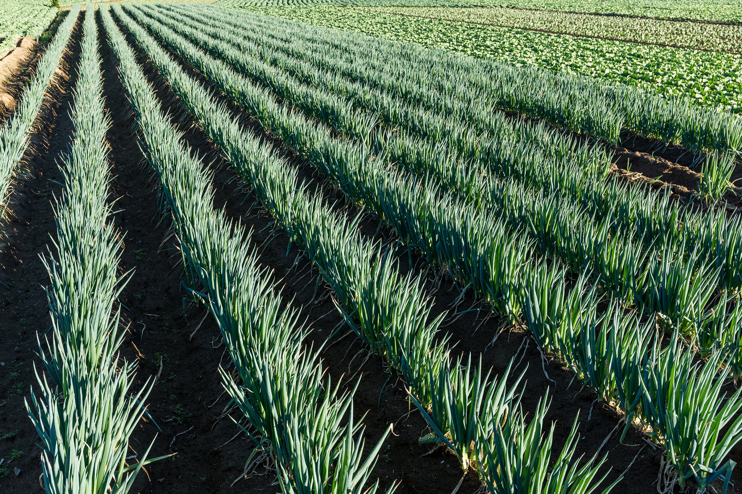 Shallots per bunch $2- Organic direct from our farm.