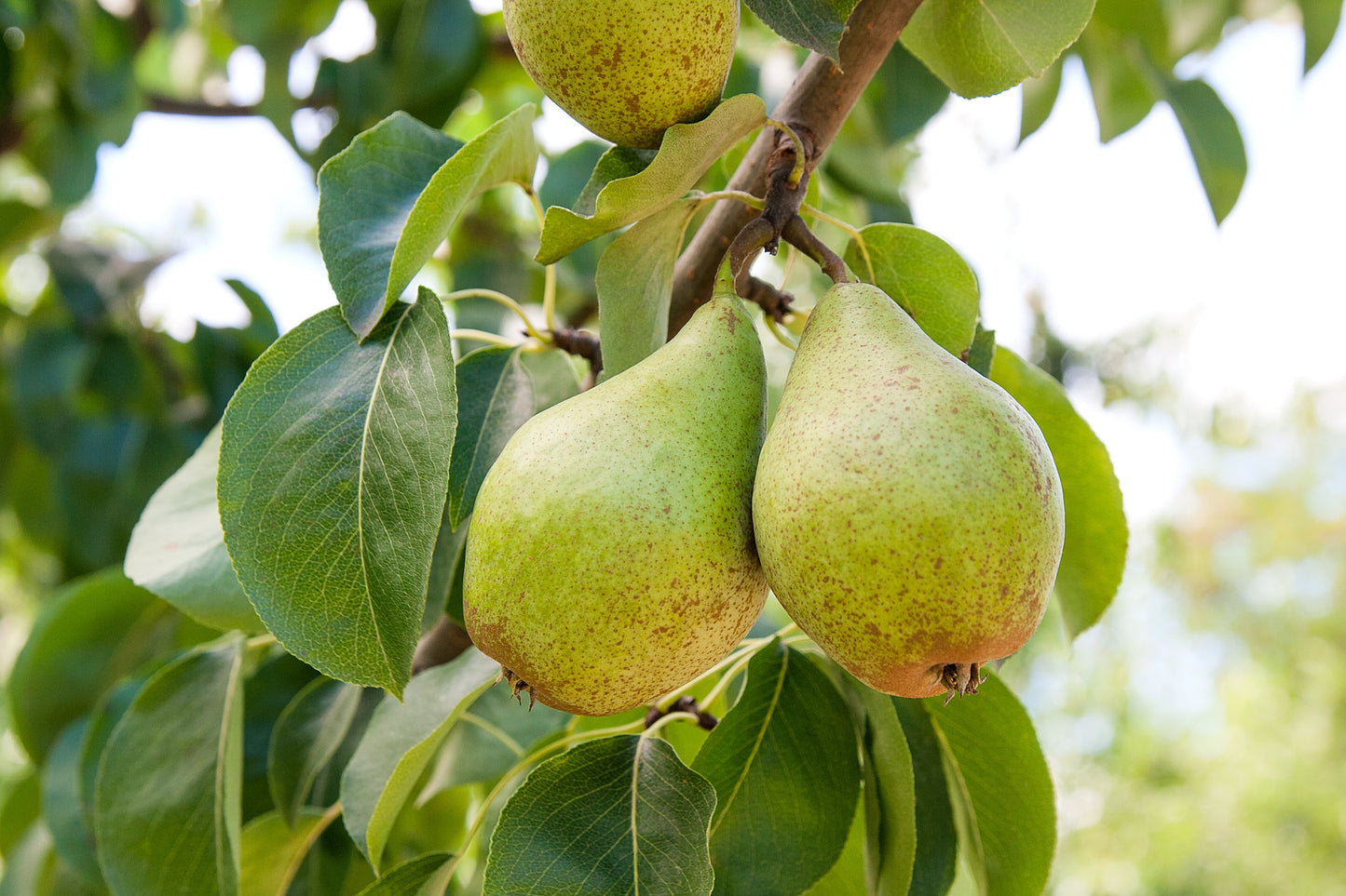 Packham Pears $2 bag of 4