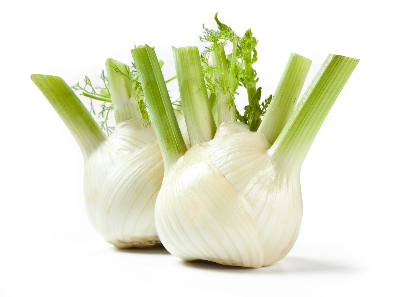 Fresh Fennel $2 bulb