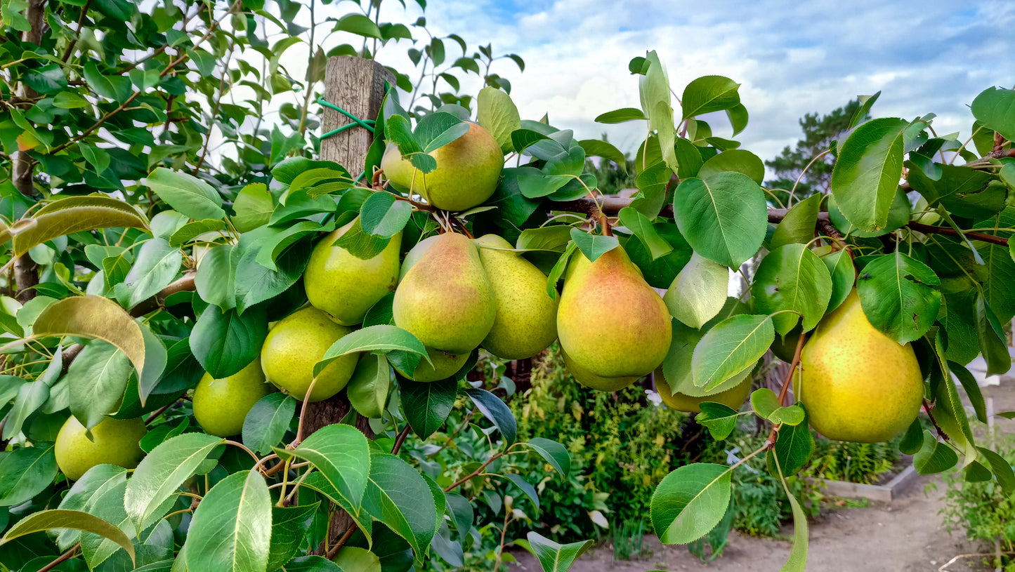 Packham Pears $2 bag of 4