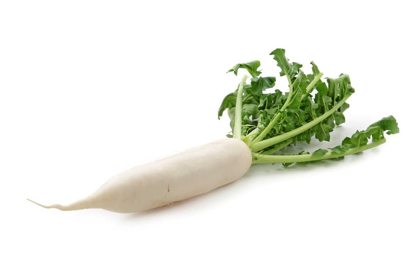 Daikon Radish (picked fresh from our farm when you order)
