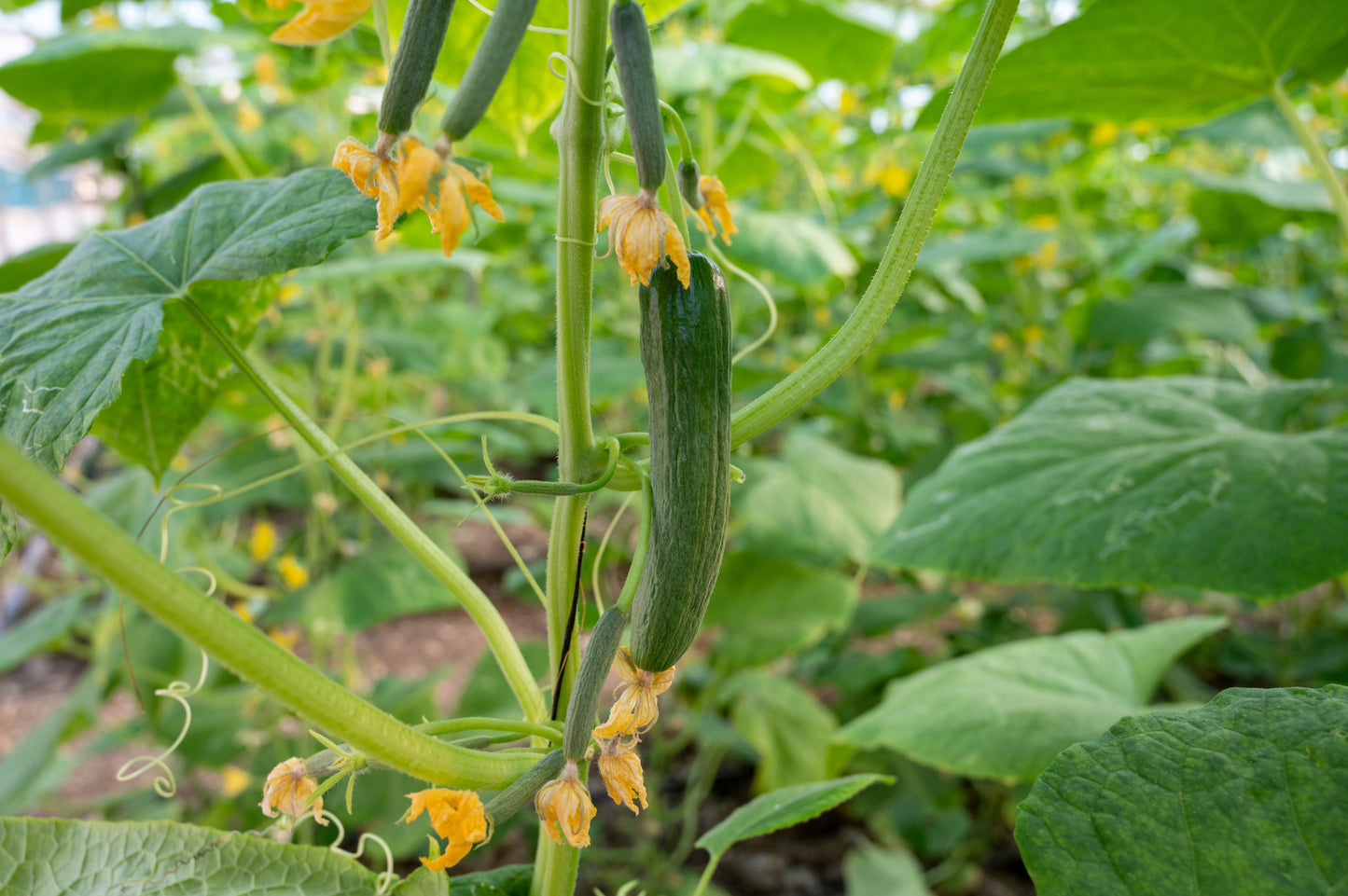 Lebanese Cucumber $1 each (organic)