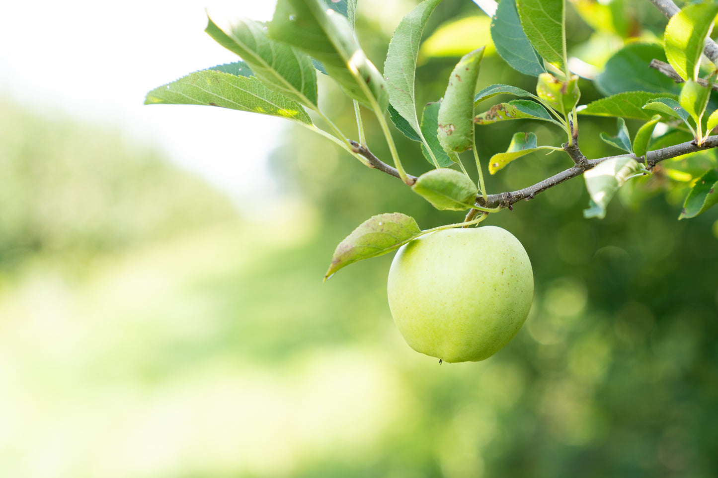 Granny Smith Apple $2 Bag of 4