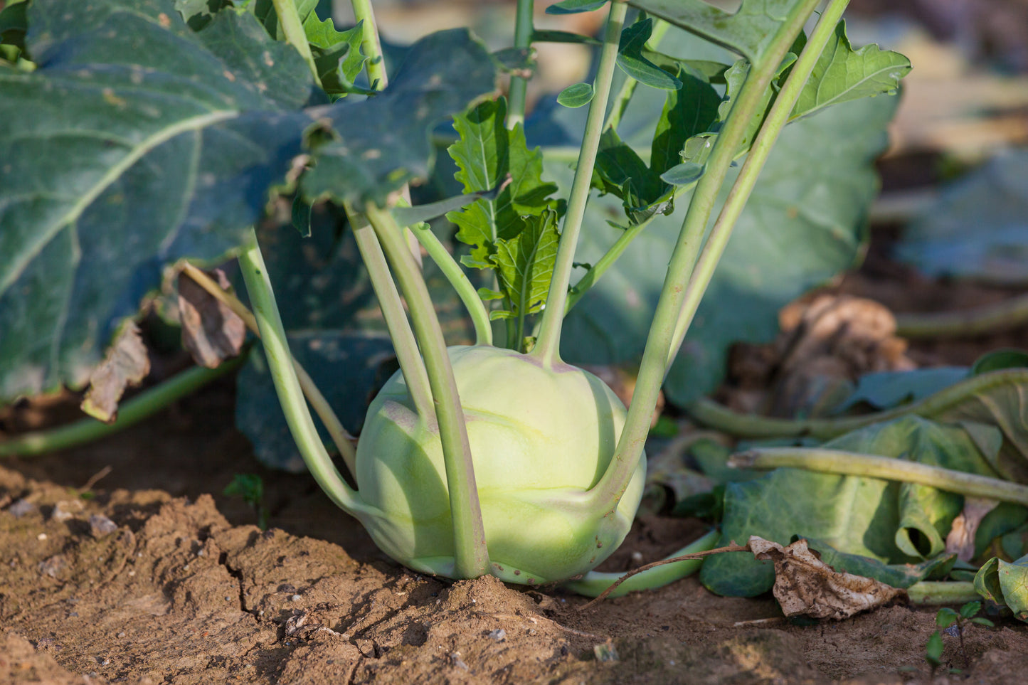 Kohlrabi $2 each
