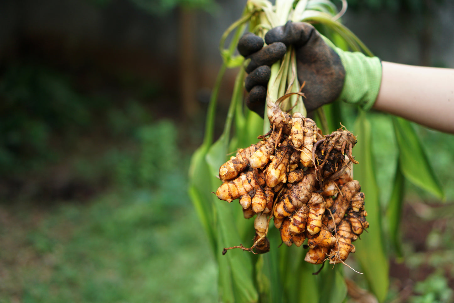 Local Organic Fresh Turmeric (100 grams) $3