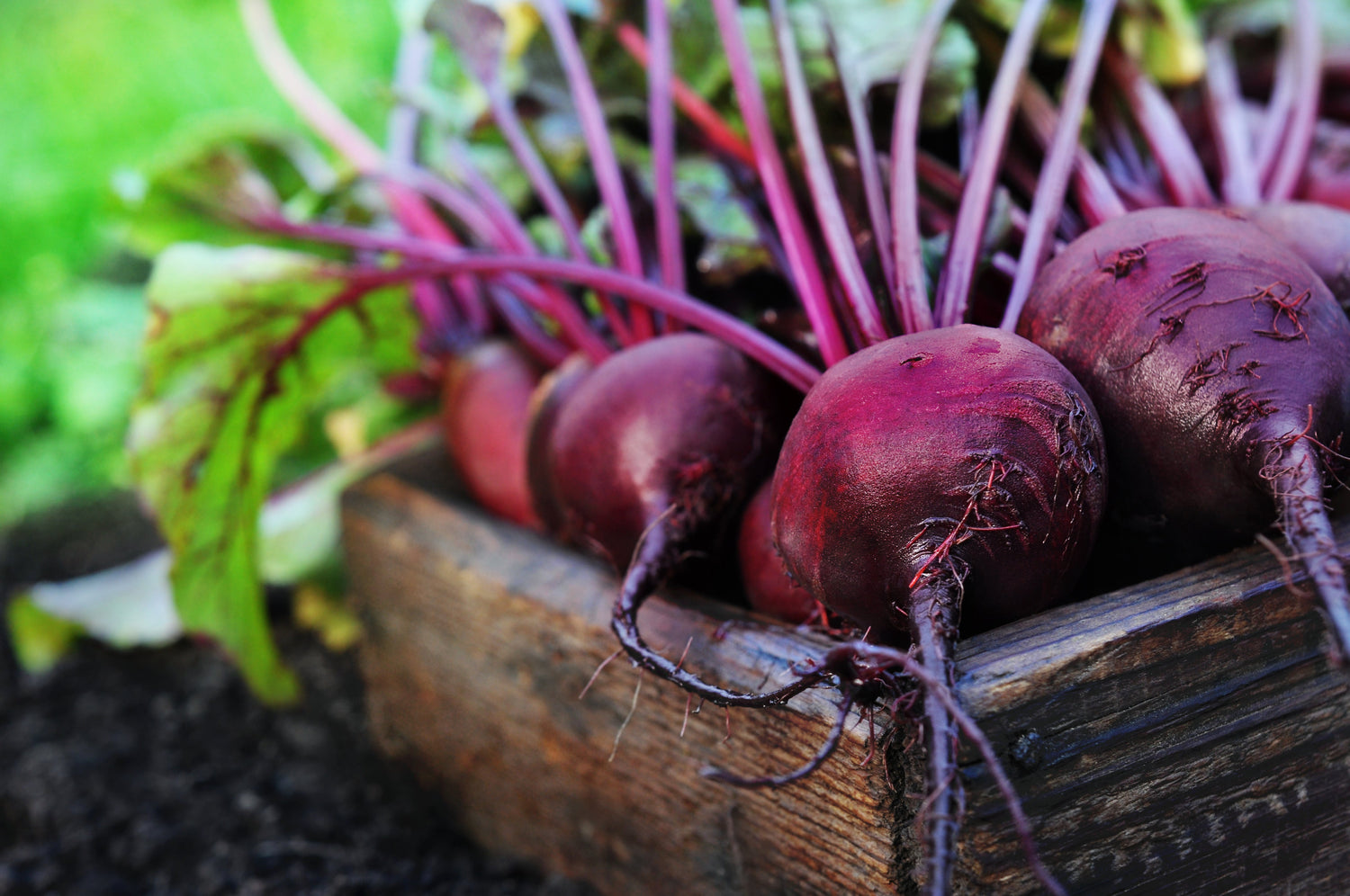 Organics direct from our farm
