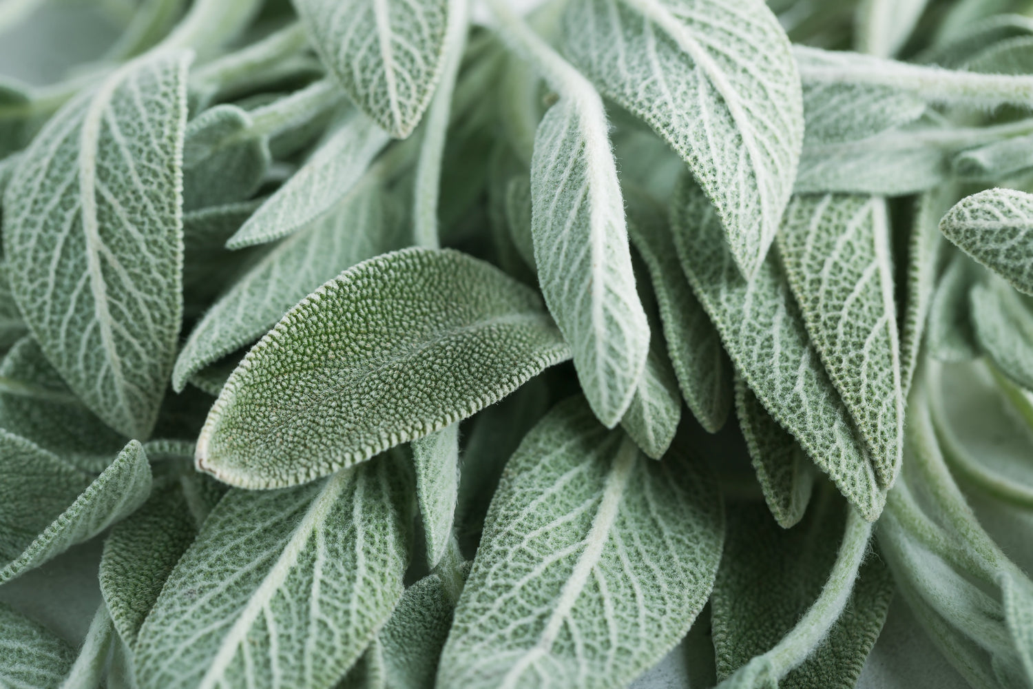 Calming Winter Herbs