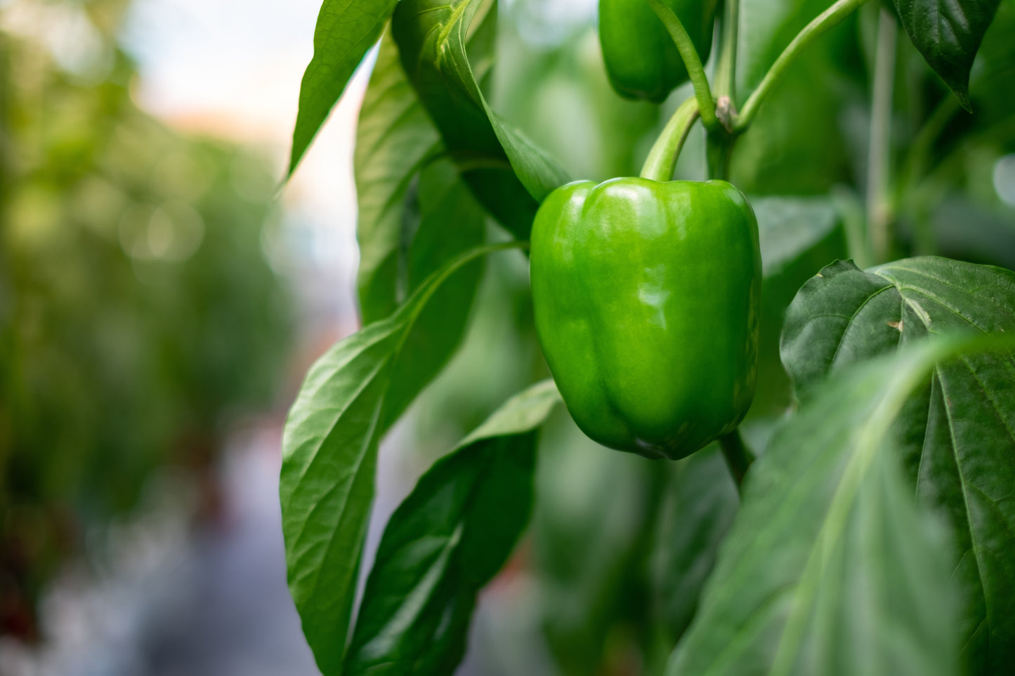 Green Capsicum (each) $1
