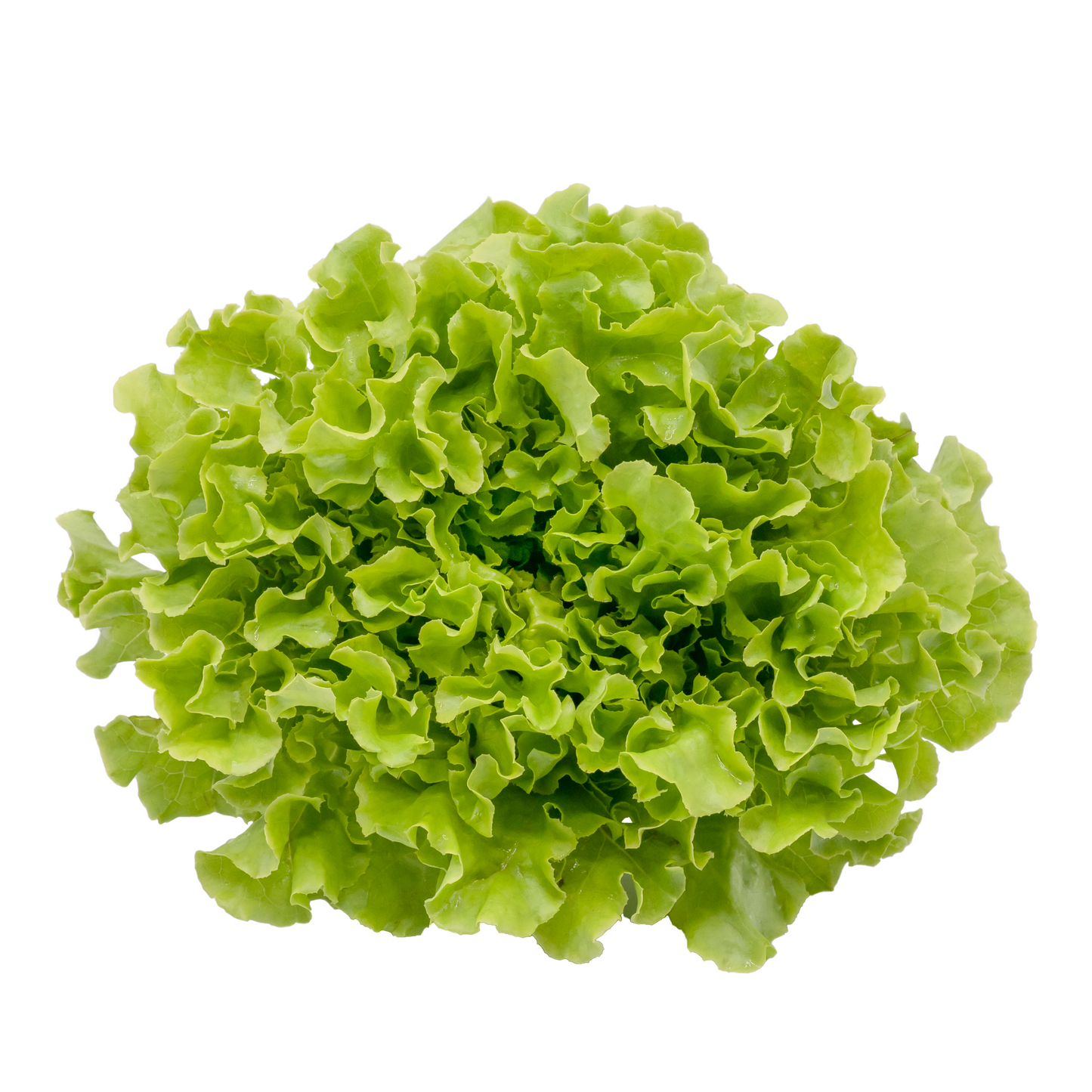 Green Oak Lettuce ONLY $4 (hydroponic)