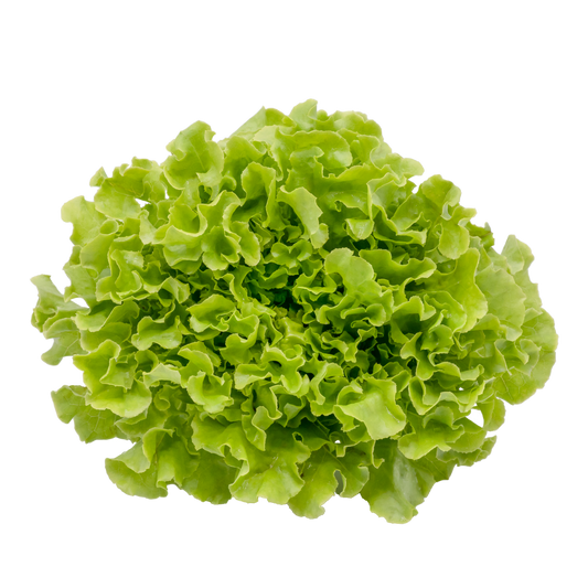 Green Oak Lettuce ONLY $4 (hydroponic)