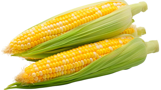 Fresh Sweet Corn (per cob) SPECIAL $2.50